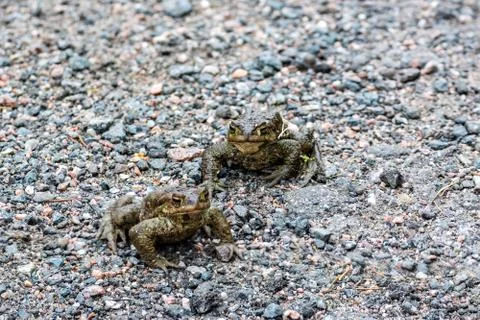 Two frogs on the road. Stock-Fotos