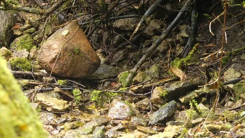 Two frogs in the rocks near the stream Stock Footage 123917409