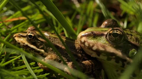 Two frogs sitting close to each other Stock Footage 136295225