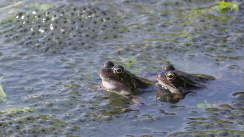 Two frogs sitting together in a pond between their spawn. Stock Footage 268998473