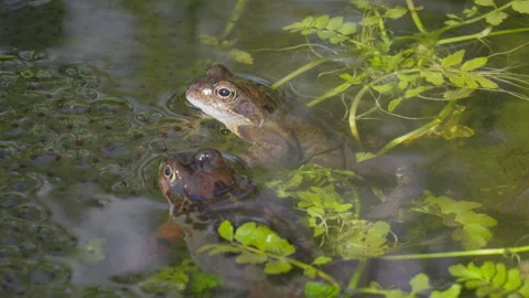 Two frogs sitting together in a pond between their spawn. Stock Footage 269003511