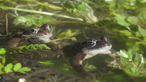 Two frogs sitting together till one moves away. Stock Footage 217851451