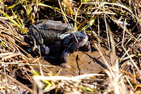 Two frogs in a small forest pond swim and crawl on top of each other Stock Photos