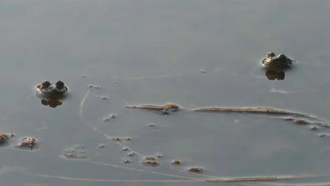 Two frogs on the surface of the water bask in the sun, then one of them dives Stock Footage 302081695
