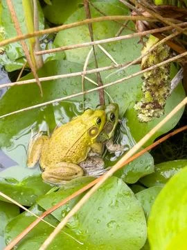 Two frogs on top of one another Stock Photos