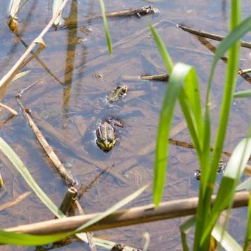 Two Frogs in the water Фото