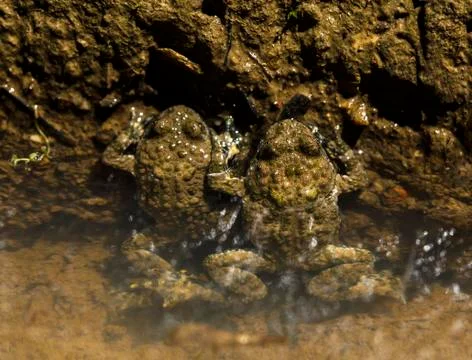 Two frogs in water Stock Photos