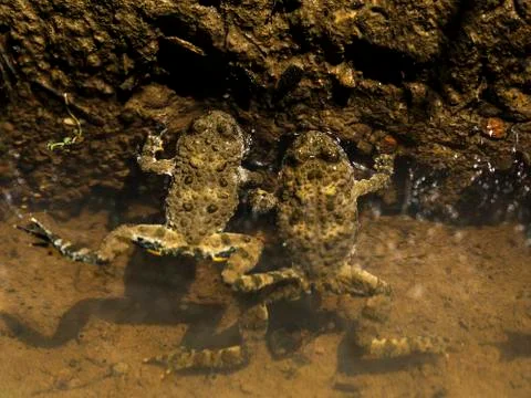 Two frogs in water Foto stock
