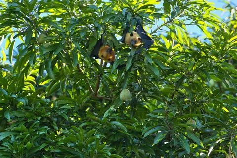 Two fruit bat, flying fox hanging upsidedown inside mango tree , Mahe, Seychelle Stock Photos