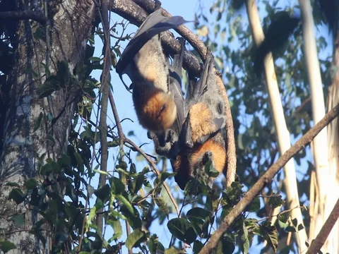 TWO FRUIT BATS 스톡 동영상 100047976