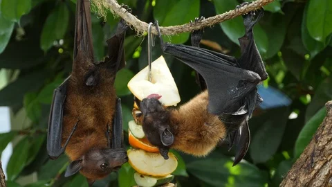 Two fruit bats hanging from rope, one licking some fruit Stock Footage 91369545