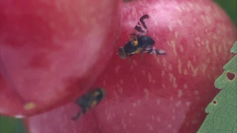 Two fruit flies on an apple Stock Footage 307400456