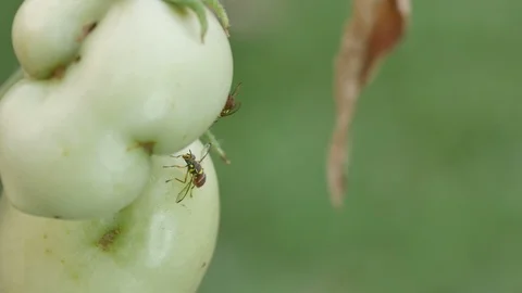 Two fruit flies resting around the tomato Stock Footage 107885568