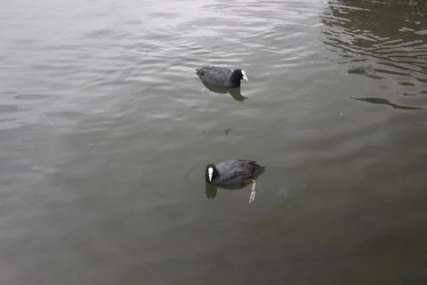 Two fulica (also know coot) float on the dark waters of the pond Stock Photos