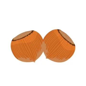 Two Full Unpeeled Hazelnuts Close up Isolated on White Background. Vector Flat Stock Illustration