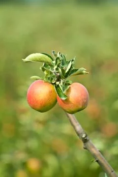 Two fully grown apples in an orchard Stock Photos