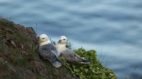 Two Fulmars perched on a cliff Stock Footage 38828451