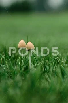 Two fungi growing Stock Photos