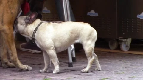 Two funnny dogs Stock Footage 66253367