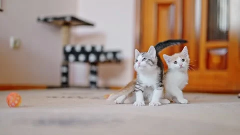 Two funny adorable kittens playing with each other Vídeo Stock 247489951