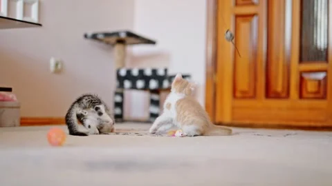 Two funny adorable kittens playing and jumping with each other Stock Footage 247490565