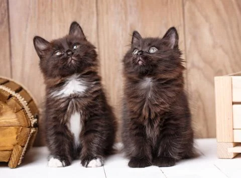 Two funny and cute black Kurilian Bobtail cats are sitting. Stock Photos