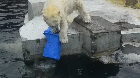 Two funny bears Stock Footage 91802339