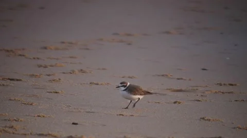 Two funny birds on beach Stock Footage 152051132