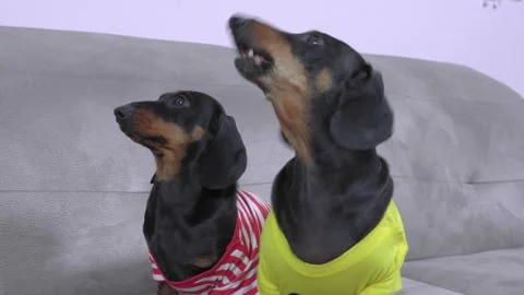 Two funny black and tan dachshunds in colored t-shirts obediently sit and Stock Footage 156004074
