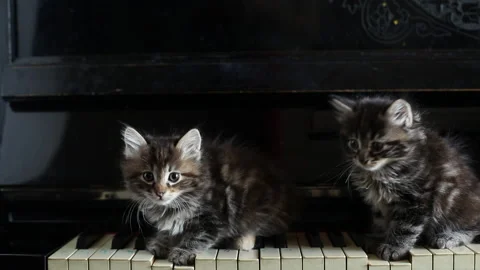 Two funny cats on piano Video stock 237776126