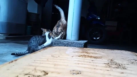 Two funny cats playing outside Stock Footage 253578115