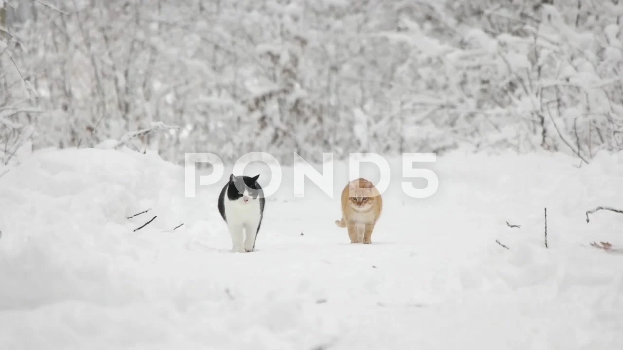 funny cats in snow