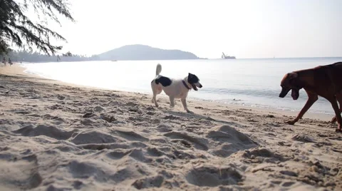 Two Funny Cheerful Dogs Playing on a Beach. Slow Motion Видео 48173317