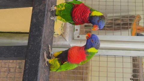 Two funny coconut lorikeet parrots walk along crossbar located inside enclosure 스톡 동영상 258113344