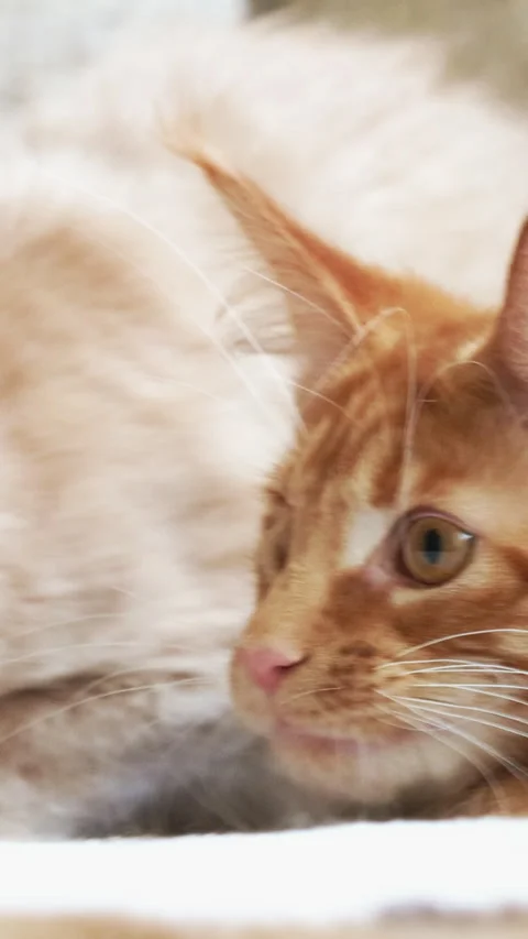 Two Funny Curious Young Red Ginger Maine Coon Kittens Cats Playing Together At Vidéo 292317671