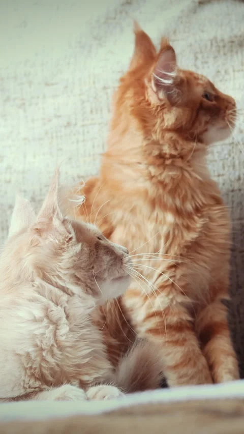 Two Funny Curious Young Red Ginger Maine Coon Kittens Cats Playing Together At Vidéo 292326550