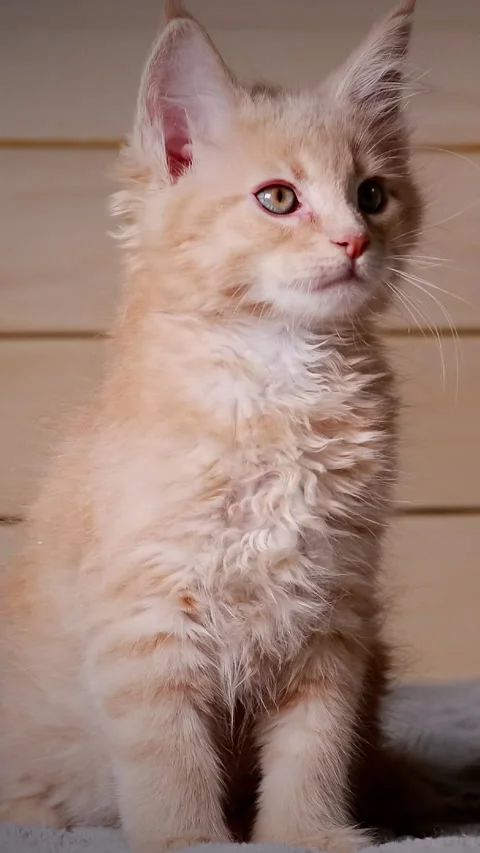 Two Funny Curious Young Red And White Maine Coon Kittens Cats At Home. Maine Stockbeeldmateriaal 292368497