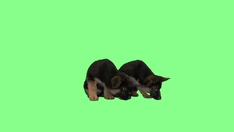 Two funny cute German Shepherd puppy looking for on  green screen Stock Footage 79745995