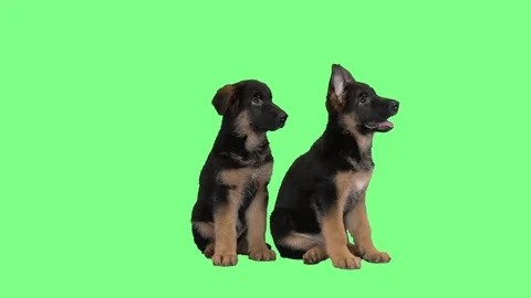 Two funny cute German Shepherd puppy Stock Footage 79746124