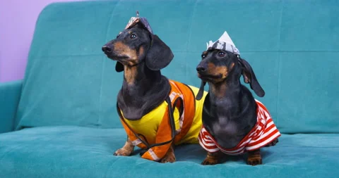 Two funny dachshund dogs, wearing Stock Video Pond5