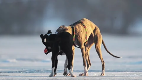 Two funny dogs are playing in the snow. Greyhound and pitbull dogs. Slow motion Stock Footage 287953508