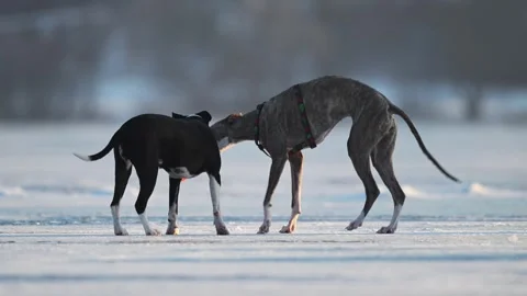 Two funny dogs are playing in the snow. Greyhound and pitbull dogs. Slow motion Stock Footage 288629574