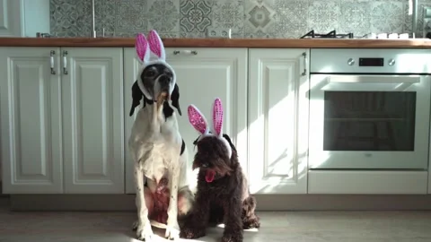 Two funny dogs with with easter bunny ears sitting in the kitchen, and look Stock Footage 172165382