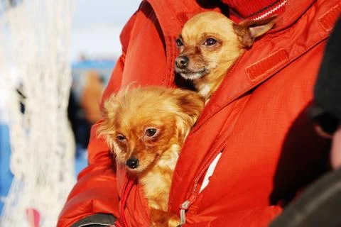 Two funny dogs Stock Photos