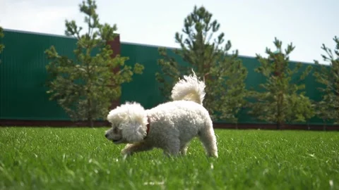 Two funny dogs play and run on the green lawn in bright Sunny weather. Bichon Stock Footage 133440705
