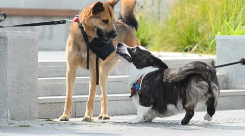Two funny dogs playing Stock Footage 66761101