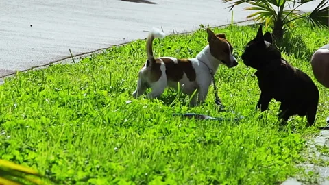 Two funny dogs playing on green grass Stock Footage 124253772