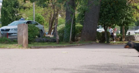 Two funny dogs quickly run along road annoying little brother. Catch up game Video stock 246336314