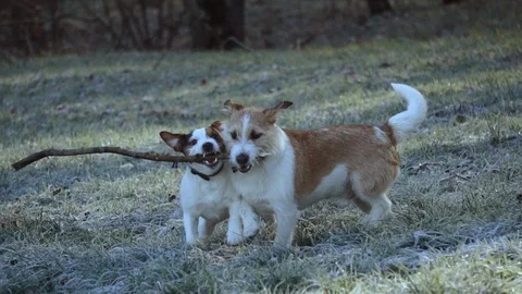 Two funny dogs with a stick 動画素材 128605389