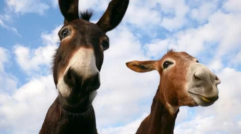 Two funny donkeys look at the camera close-up from above 스톡 사진
